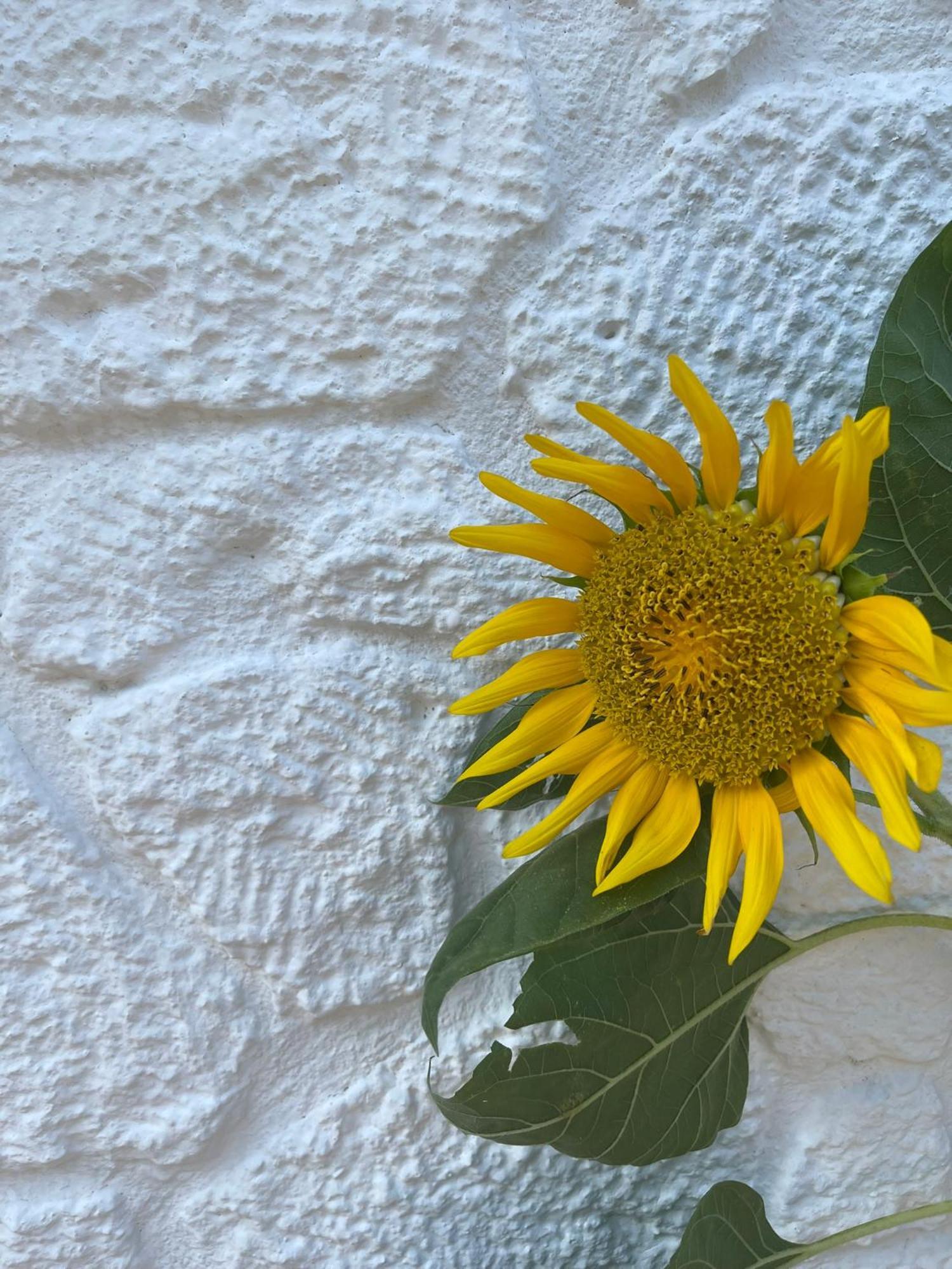 Anit Konak Alaçatı Buitenkant foto